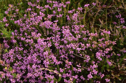 heather plants flowers