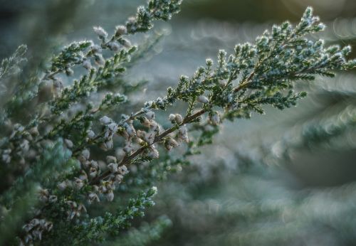 heather frost plant