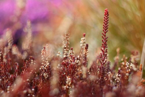 heather blur plant