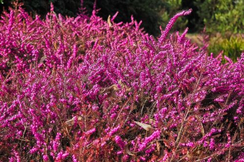 heather heide nature