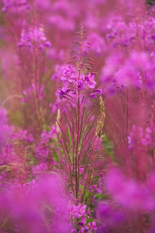 heather plant flower