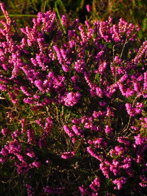 heather flowers colorful