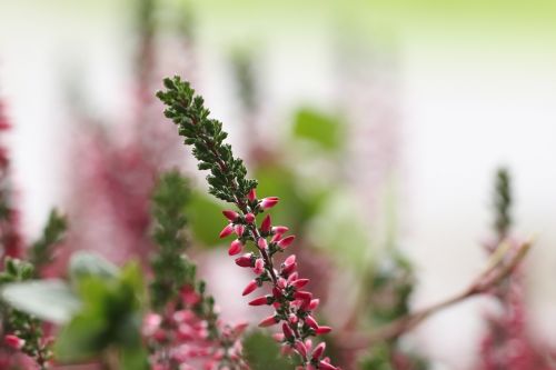 heather flower autumn