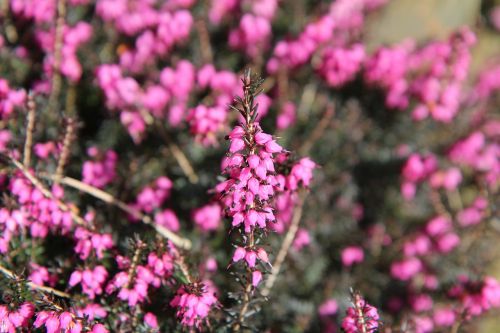 heather pink flower