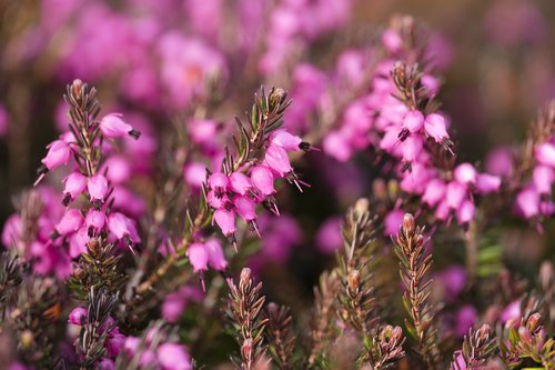 heather  heather green  irish heath