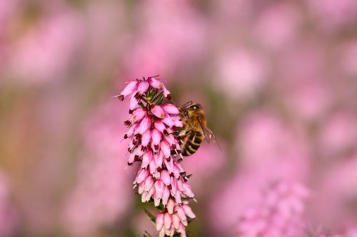 heather  bee  flowering