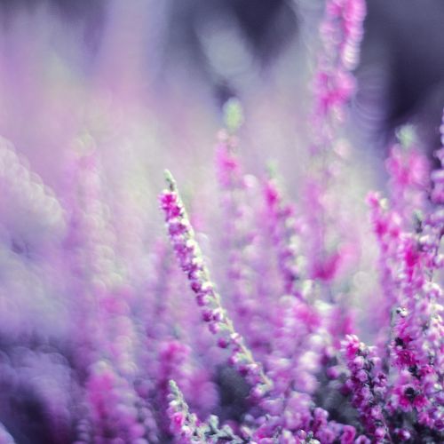 heather heathers violet