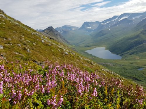 heather  hill  landscape