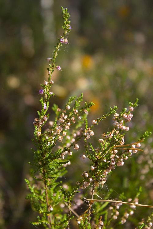 heather  grass  landscape