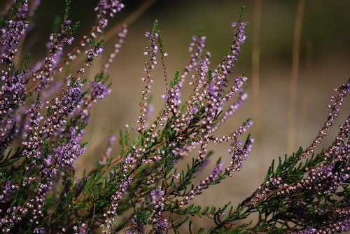 heather  flowers  pink