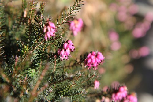 heather  flowering  heather pink