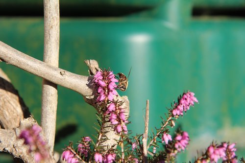 heather  heather pink  bee