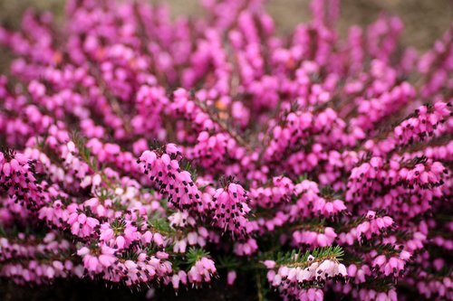 heather  flowers  violet