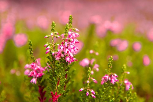 heather  flower  flowers