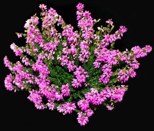 heather purple plant