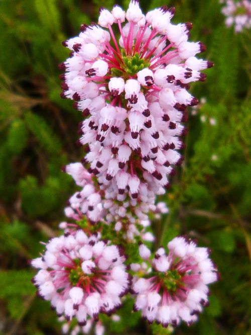 heather flower detail