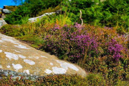 Heather Flower