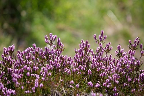 Heather Flower