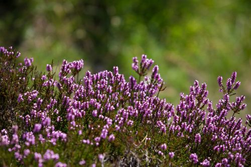 Heather Flower