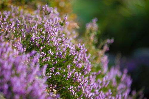 Heather Flower