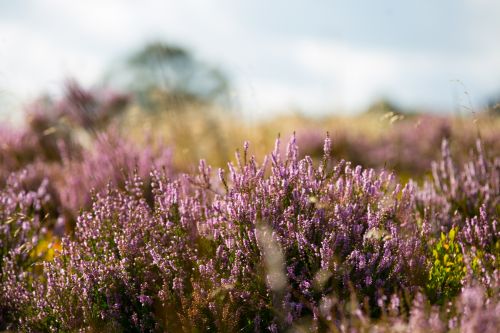 Heather Flower