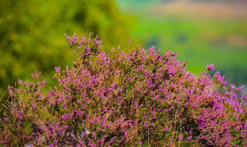 Heather Flower