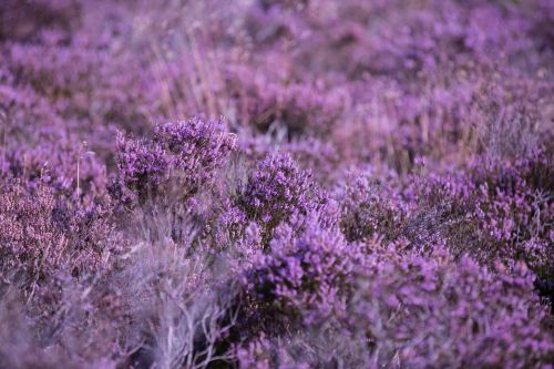 Heather Flower