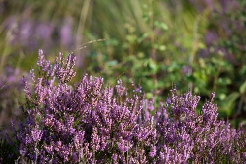 Heather Flower