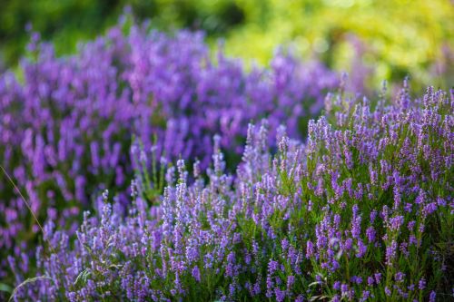 Heather Flower