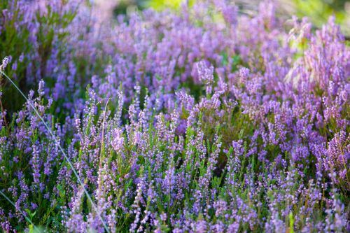 Heather Flower