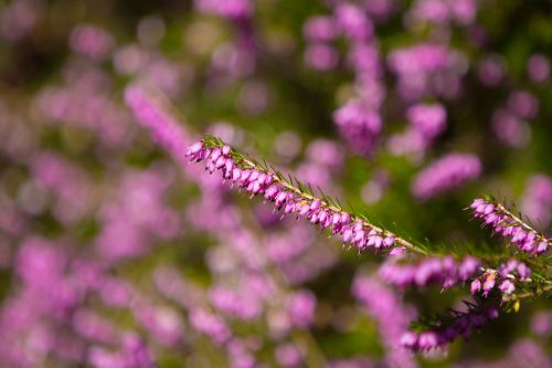 Heather Flower