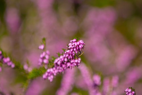 Heather Flower