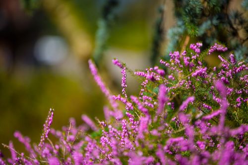 Heather Flower