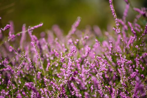 Heather Flower