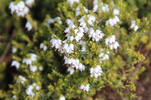 heather white white flowers