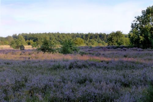 heathland heather erica ceae