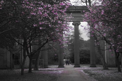 heaton park blossoms trees