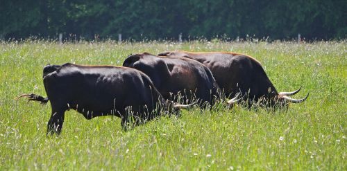 heck cattle summer meadow graze