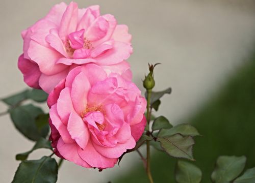 heck roses pink corymbifera bush rose