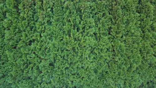 hedge texture green