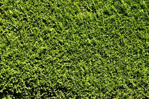 hedge thuja green
