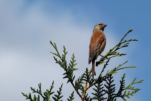 hedge linnet bird