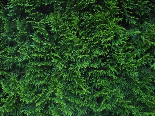hedge green plant