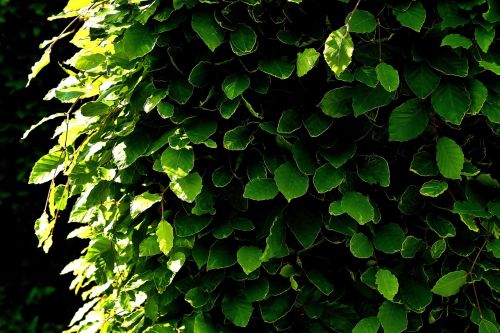 hedge leaves plant