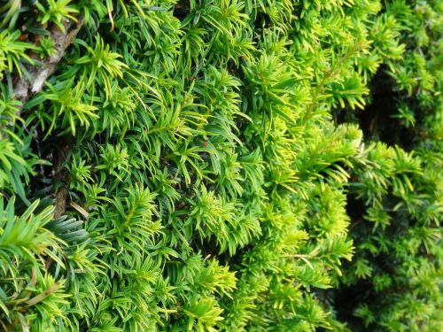 hedge bush leaf