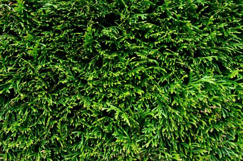 hedge bush green