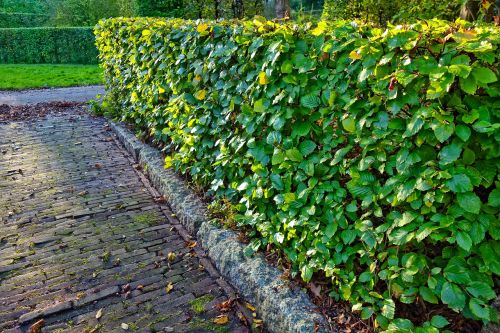 hedge clipped trimmed hedge