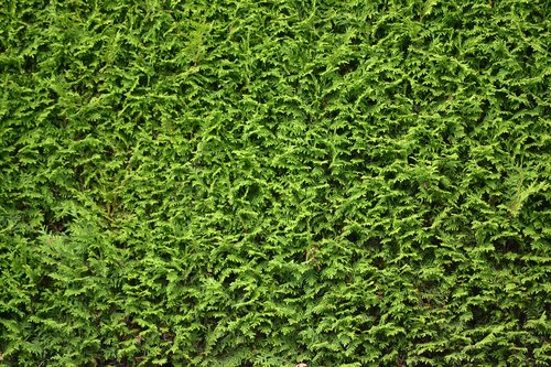 hedge  green  leaf