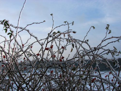 hedge rose hip ice