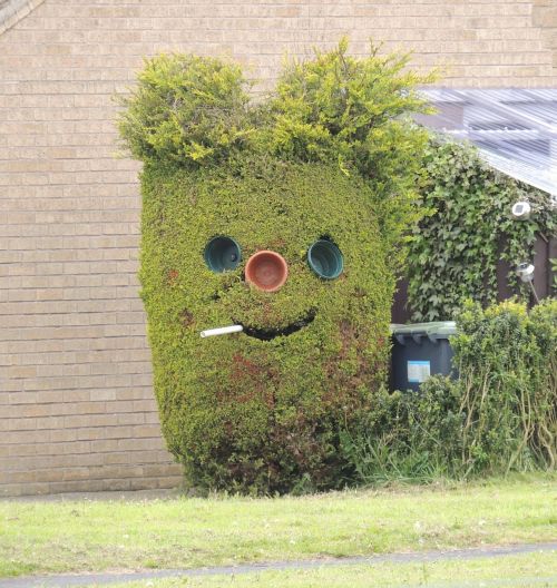 hedge funny face